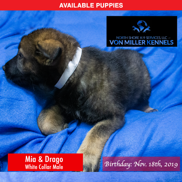 Von-Miller-Kennels_Puppies-German-Shepherds-11-18-2019-litter-white-Male-4